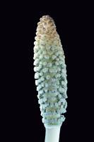 Grande Prêle - épi sporifère (ou strobile) à l'extrémité d'un axe fertile - (Equisetum telmateia)